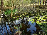 Fleet Pond walk Apr 25
