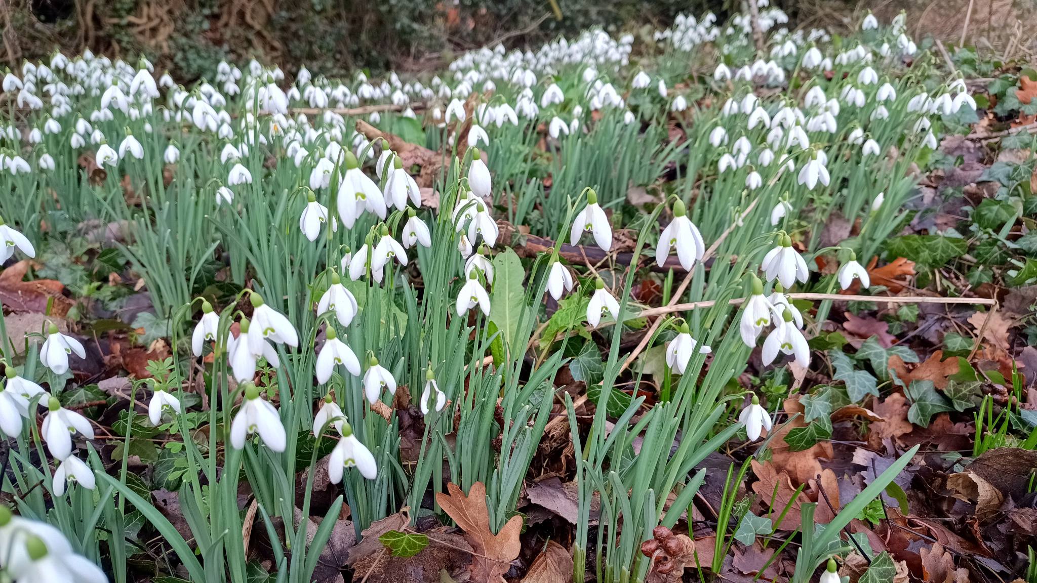 snowdrops.jpg
